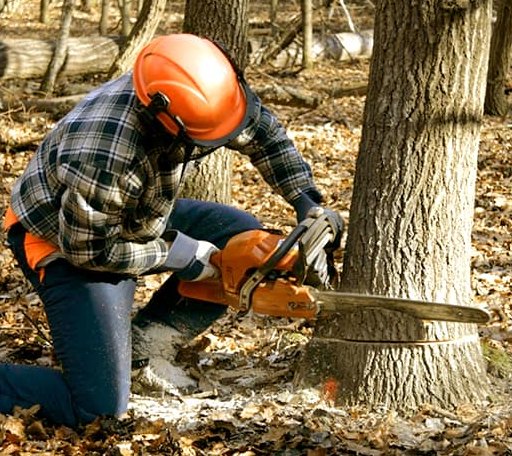 Tree Removal in Wise, NC